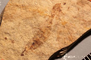 Media type: image;   Entomology PALE-1303
